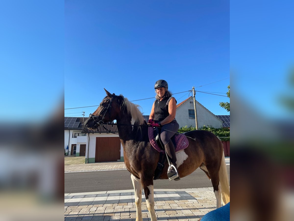 Weitere Ponys/Kleinpferde Mix Stute 12 Jahre 158 cm Schecke in Dischingen-Hofen