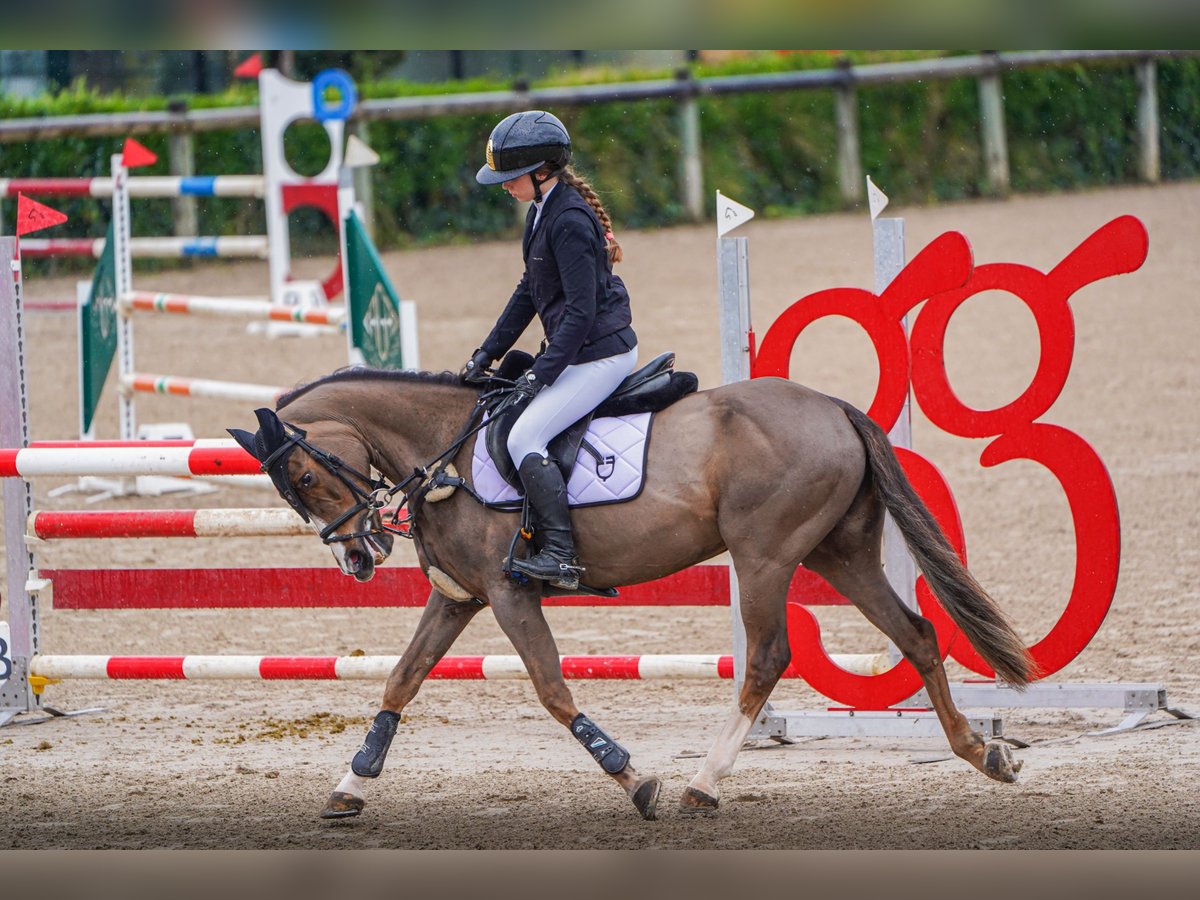 Weitere Ponys/Kleinpferde Stute 12 Jahre Dunkelbrauner in Oviedo