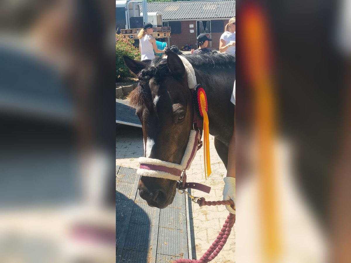 Weitere Ponys/Kleinpferde Stute 13 Jahre 130 cm Dunkelbrauner in Kuhardt