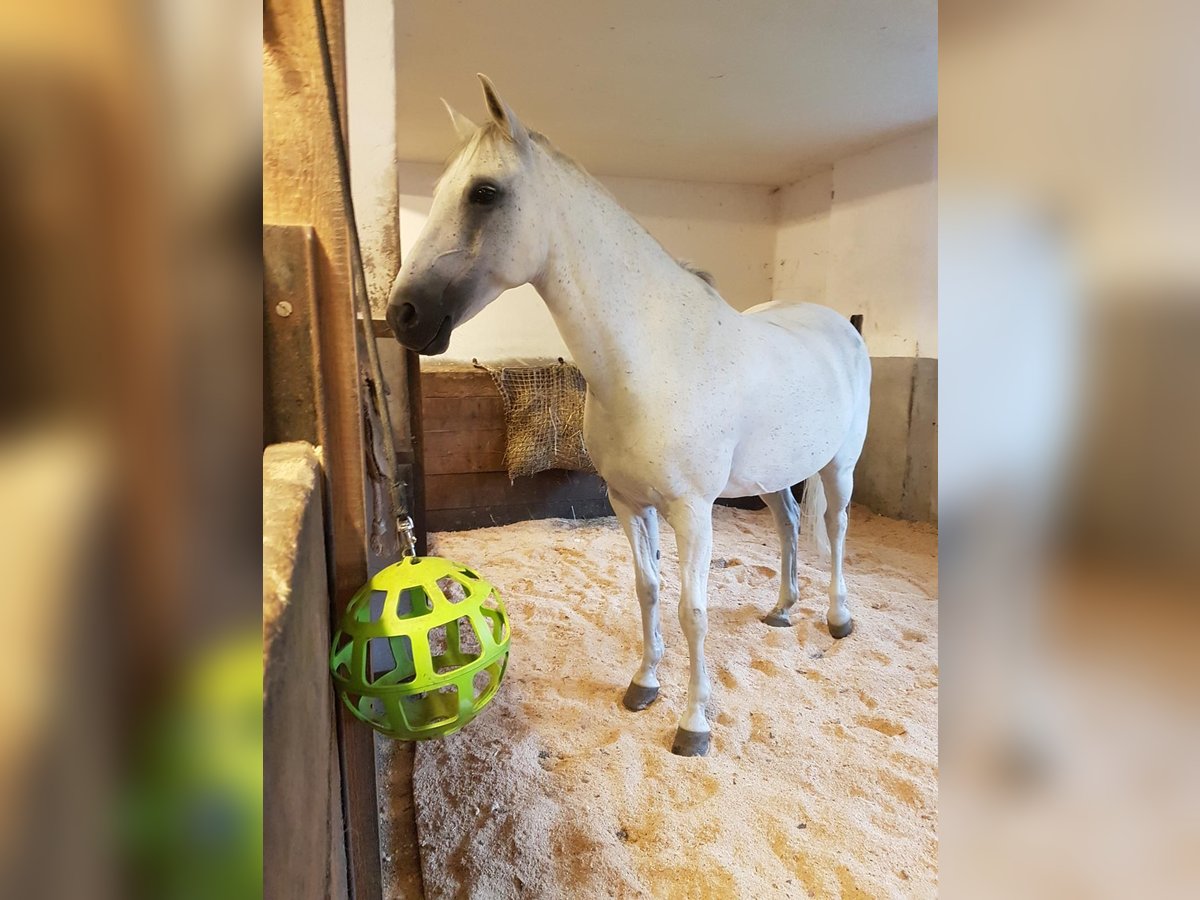 Weitere Ponys/Kleinpferde Stute 13 Jahre 148 cm Schimmel in Schonstett