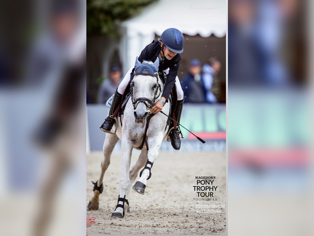 Weitere Ponys/Kleinpferde Stute 15 Jahre 147 cm Schimmel in Stolberg (Rheinland)