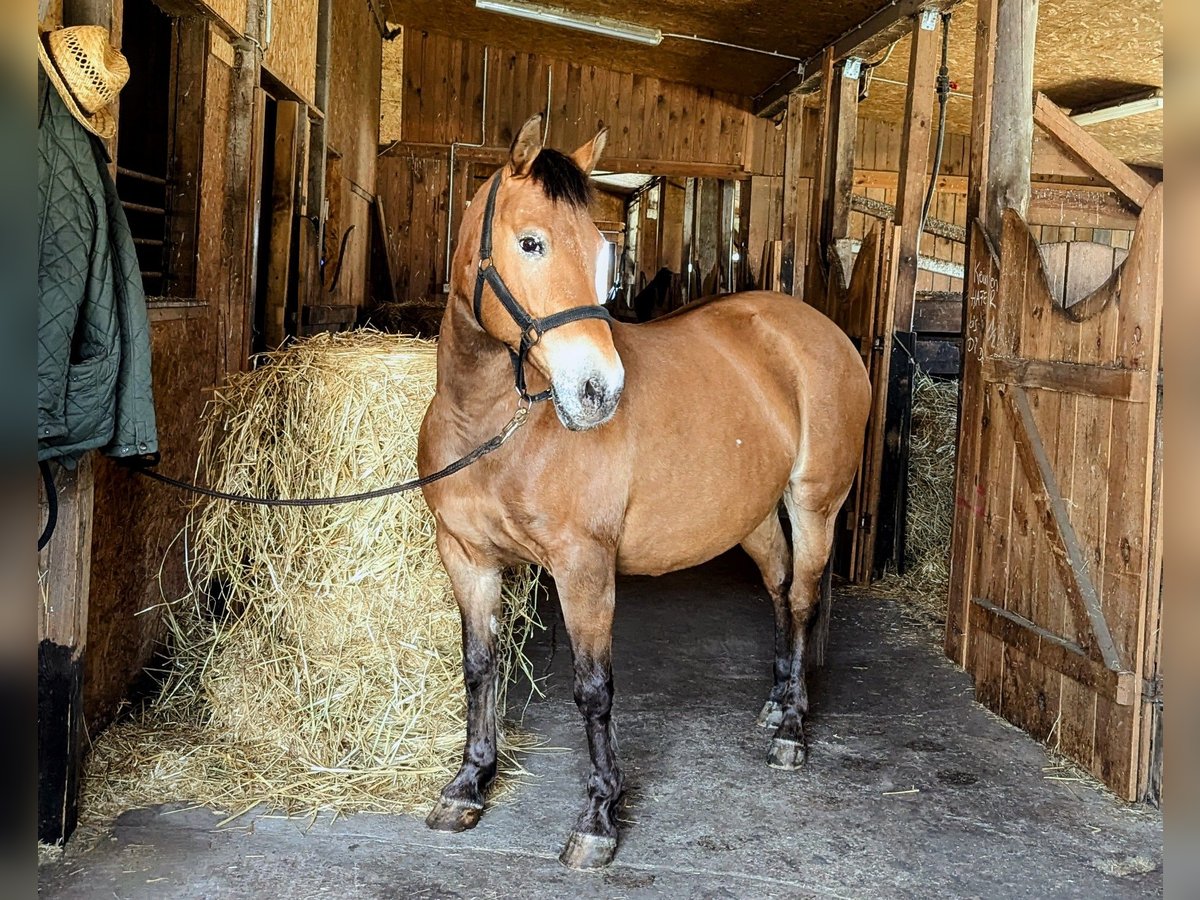 Weitere Ponys/Kleinpferde Mix Stute 15 Jahre 148 cm in Hennigsdorf