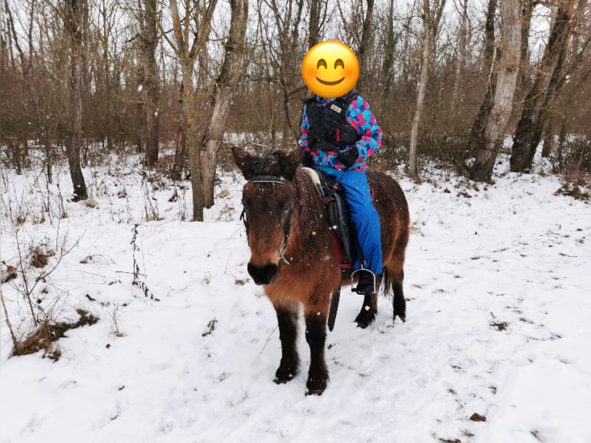 Weitere Ponys/Kleinpferde Stute 16 Jahre 115 cm Brauner in Hadersw&#xF6;rth
