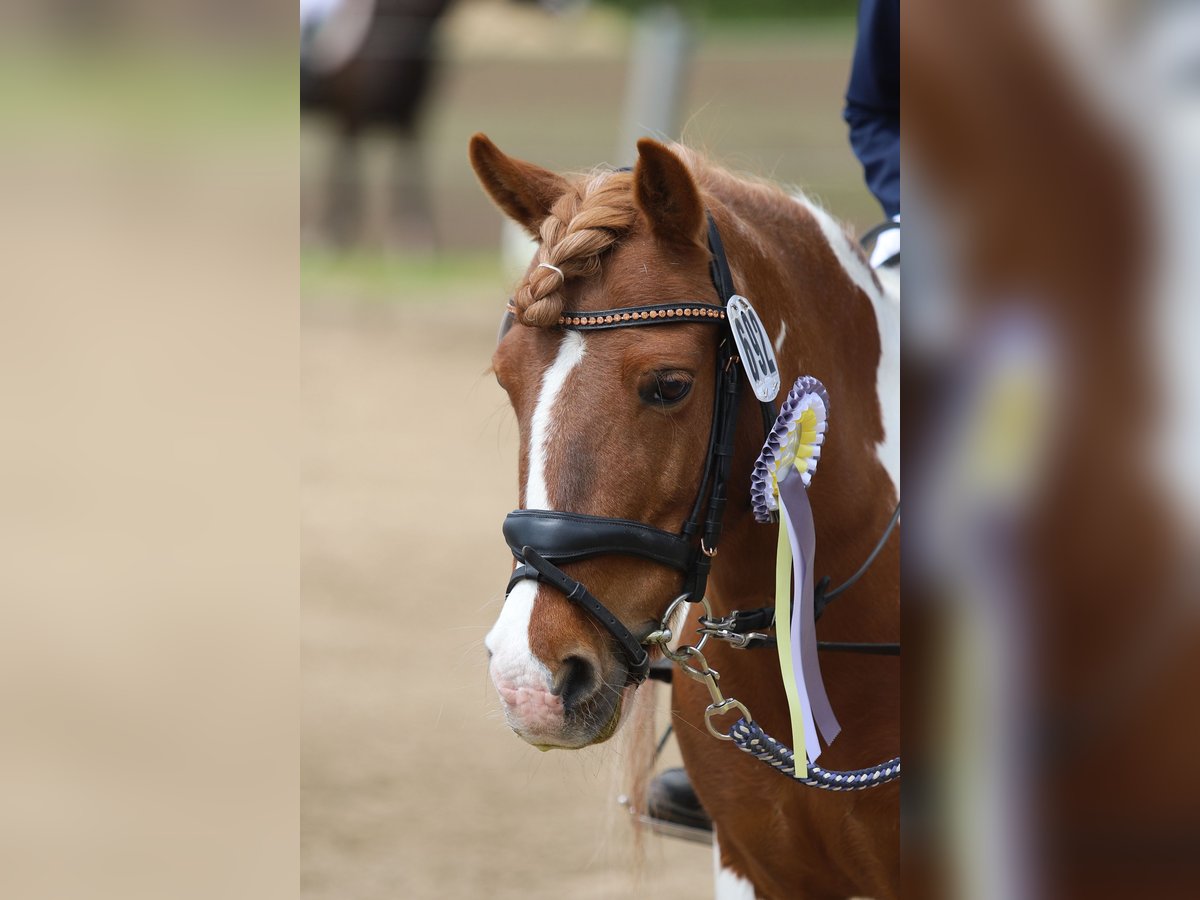 Weitere Ponys/Kleinpferde Mix Stute 16 Jahre 122 cm Schecke in Steinbergkirche
