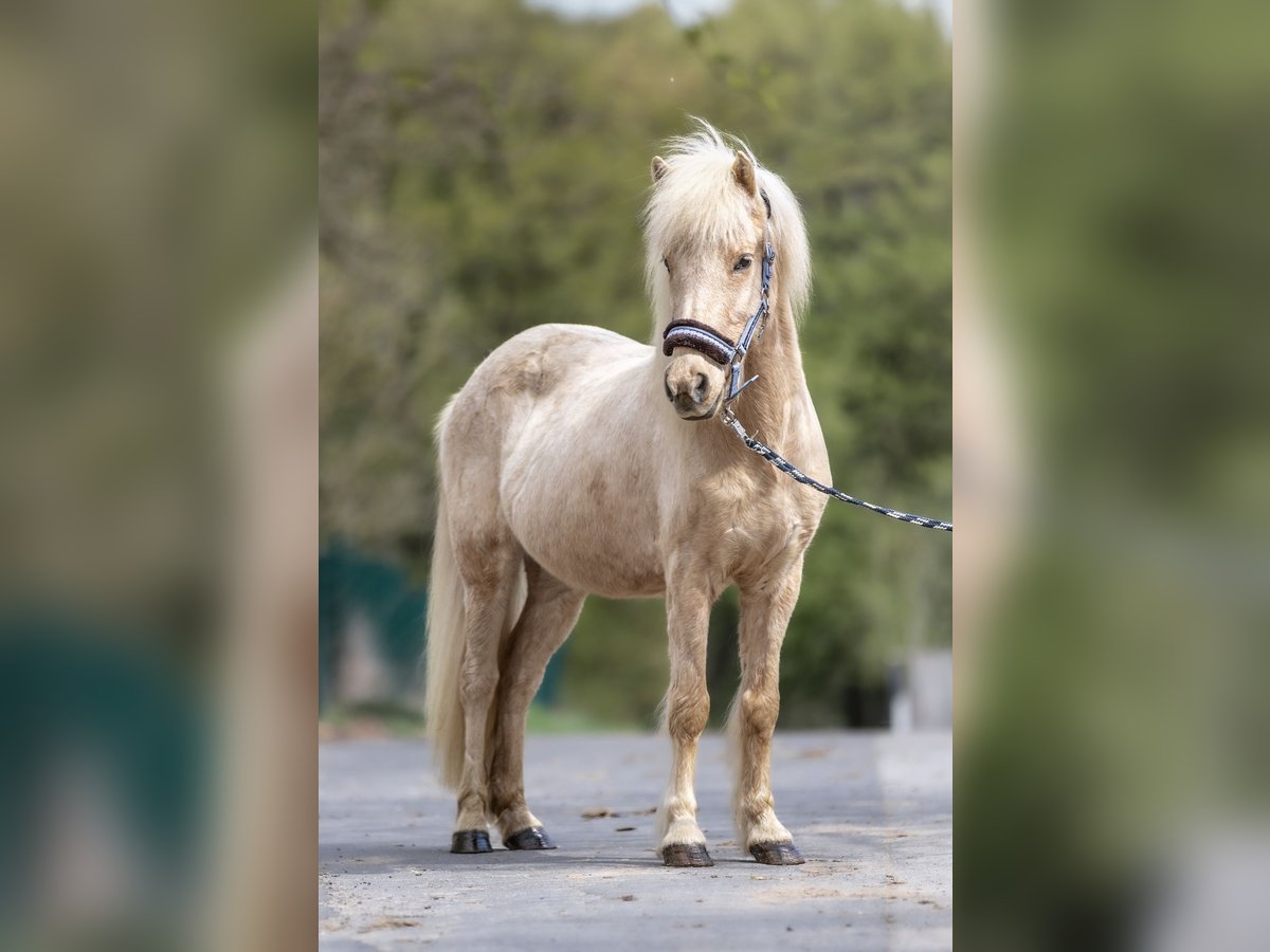 Weitere Ponys/Kleinpferde Stute 16 Jahre 136 cm Palomino in Windhagen