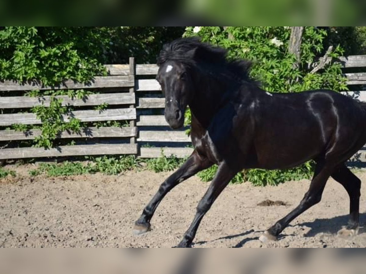Weitere Ponys/Kleinpferde Mix Stute 16 Jahre 143 cm Rappe in Ludwigsh&#xF6;he