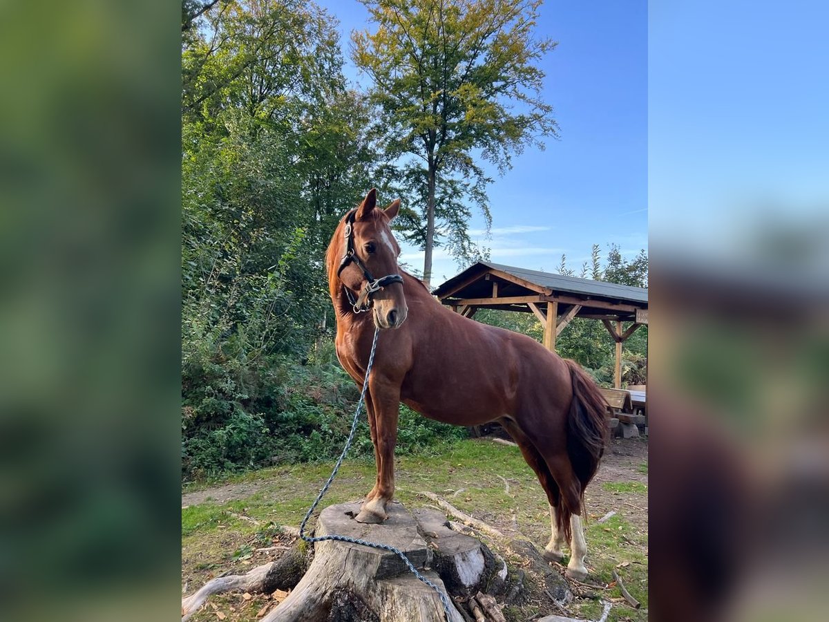 Weitere Ponys/Kleinpferde Mix Stute 17 Jahre 145 cm Fuchs in Neuss