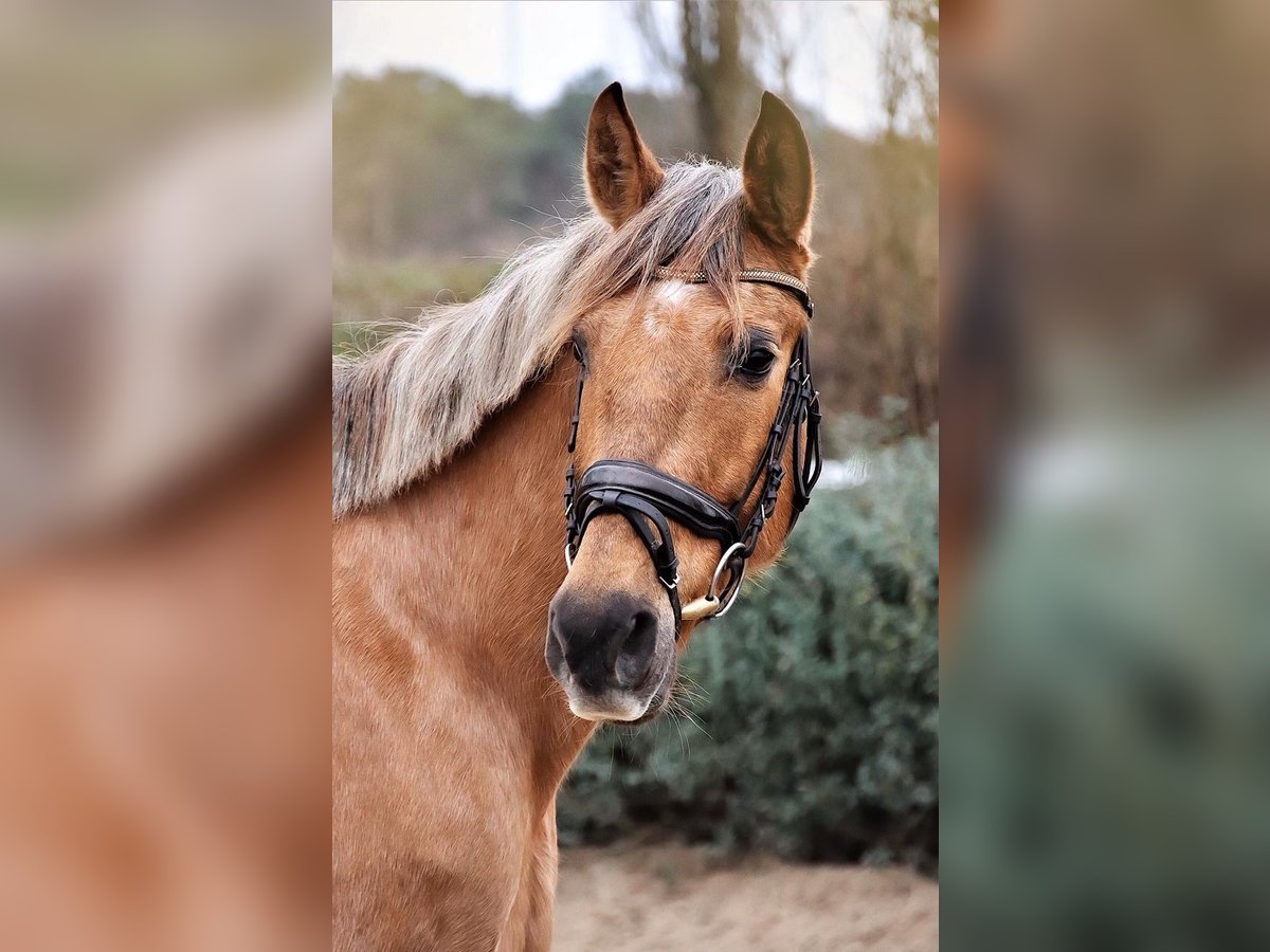 Weitere Ponys/Kleinpferde Stute 17 Jahre 155 cm Cremello in Stahnsdorf