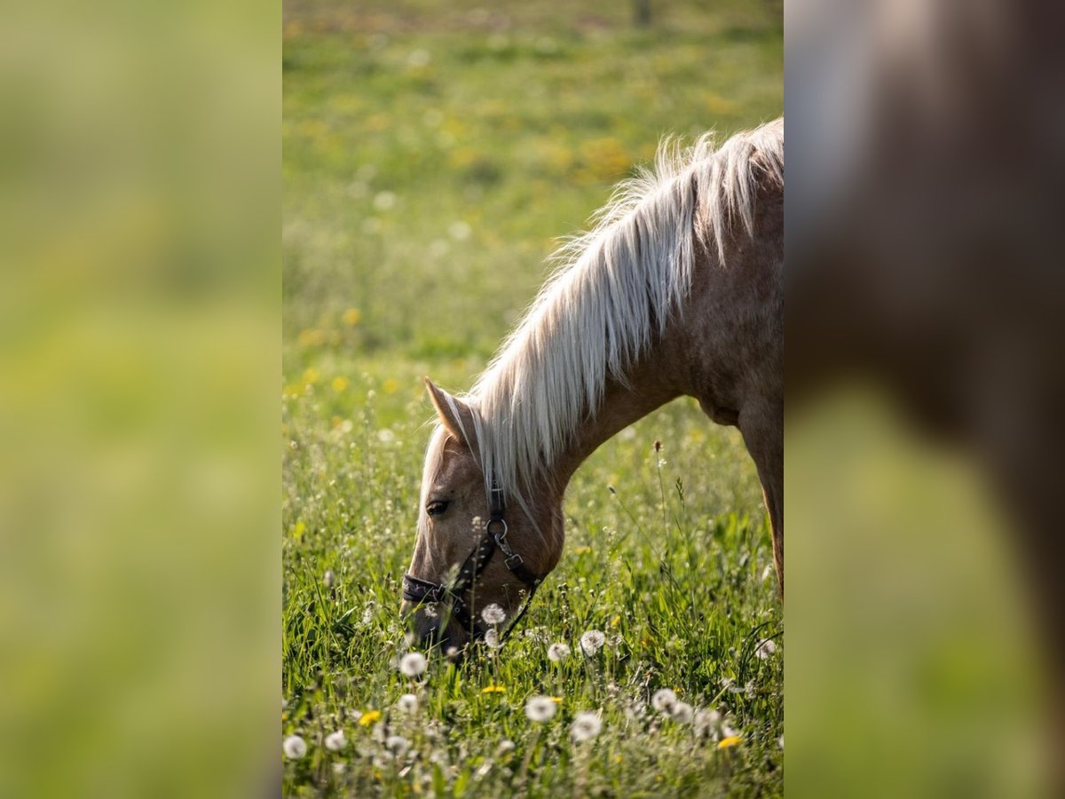 Weitere Ponys/Kleinpferde Stute 18 Jahre 138 cm Palomino in Frohburg