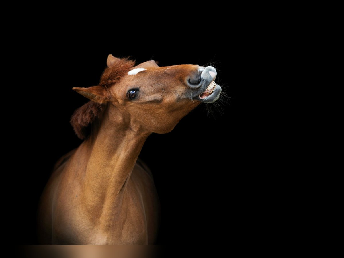 Weitere Ponys/Kleinpferde Mix Stute 18 Jahre 146 cm Fuchs in Hochdorf