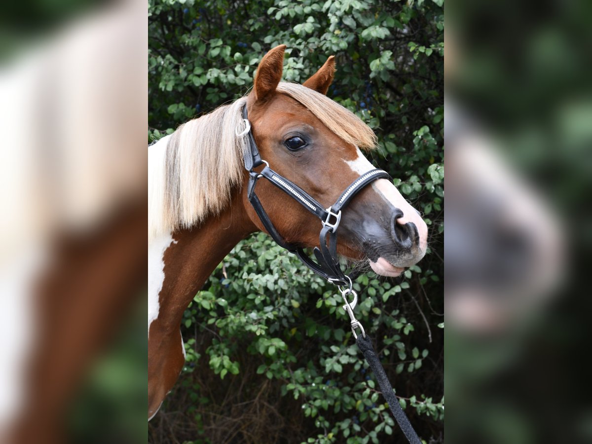 Weitere Ponys/Kleinpferde, Stute in Geilenkirchen