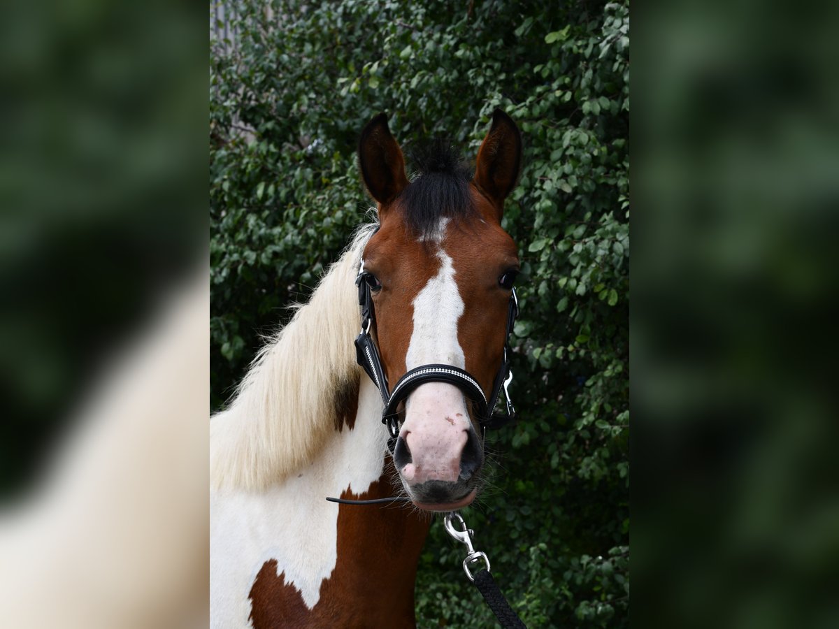 Weitere Ponys/Kleinpferde, Stute in Geilenkirchen