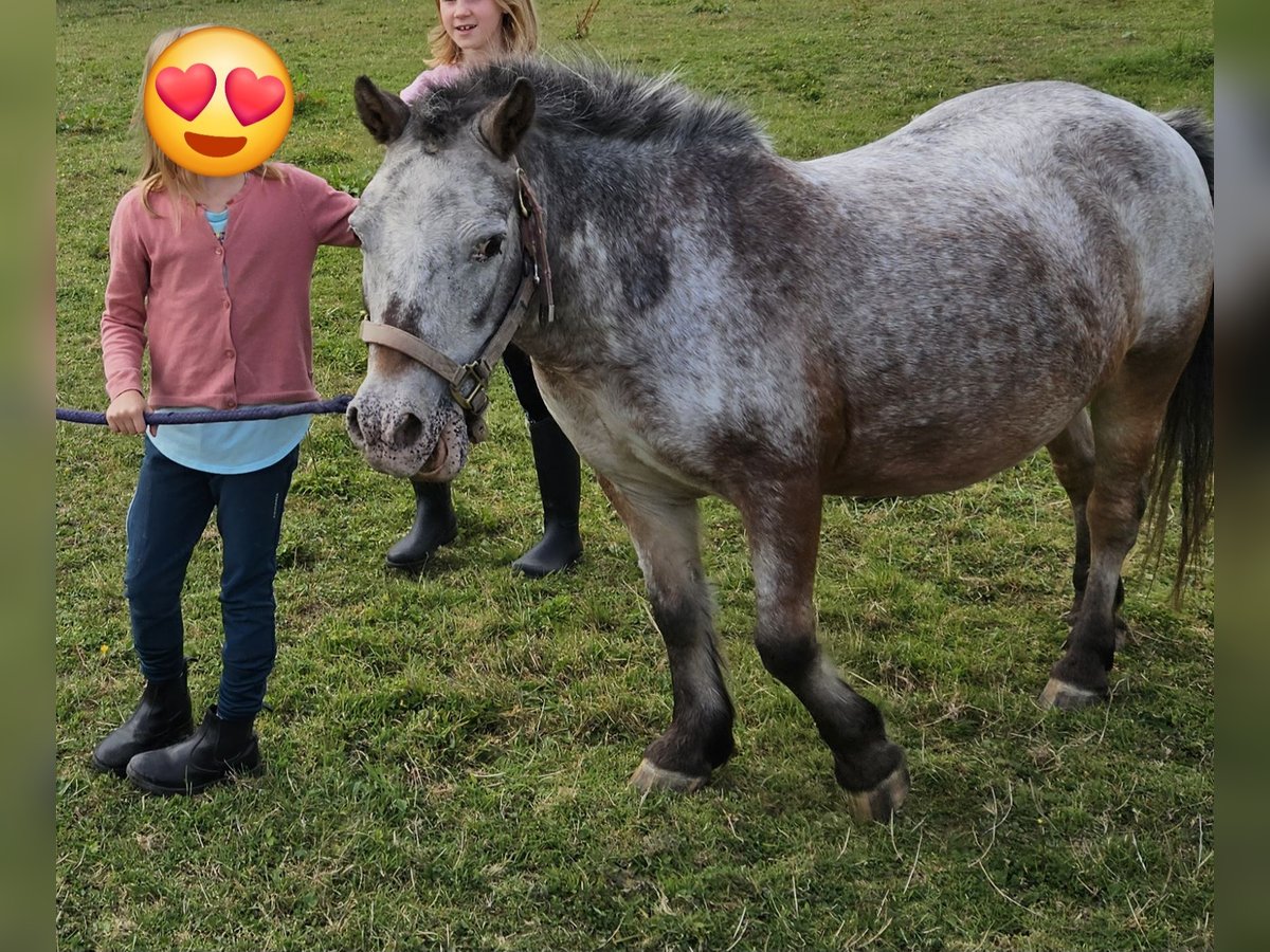 Weitere Ponys/Kleinpferde Stute 20 Jahre 100 cm Braunfalbschimmel in Melle