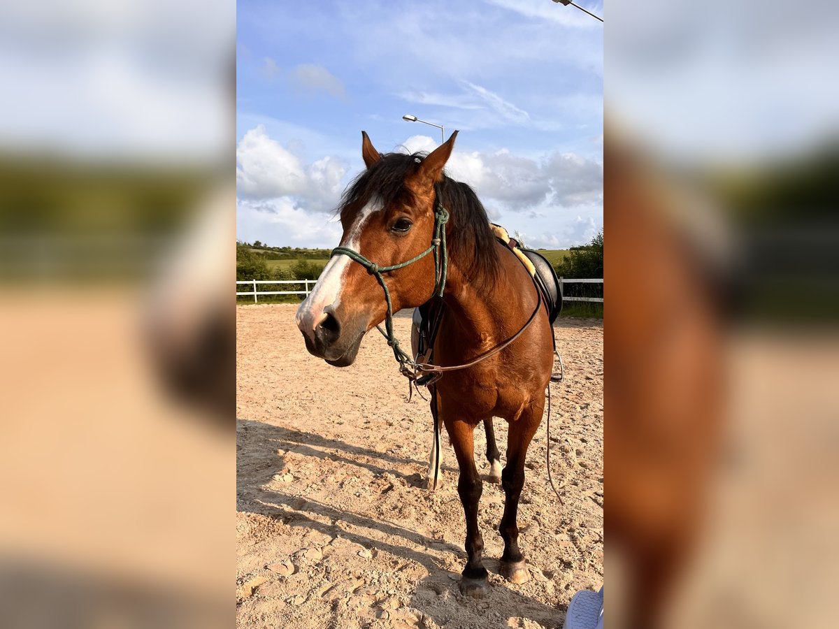 Weitere Ponys/Kleinpferde Mix Stute 21 Jahre 154 cm Hellbrauner in Niemetal Weitere Ponys/Kleinpferde Mix Stute 21 Jahre 154 cm Hellbrauner in Niemetal