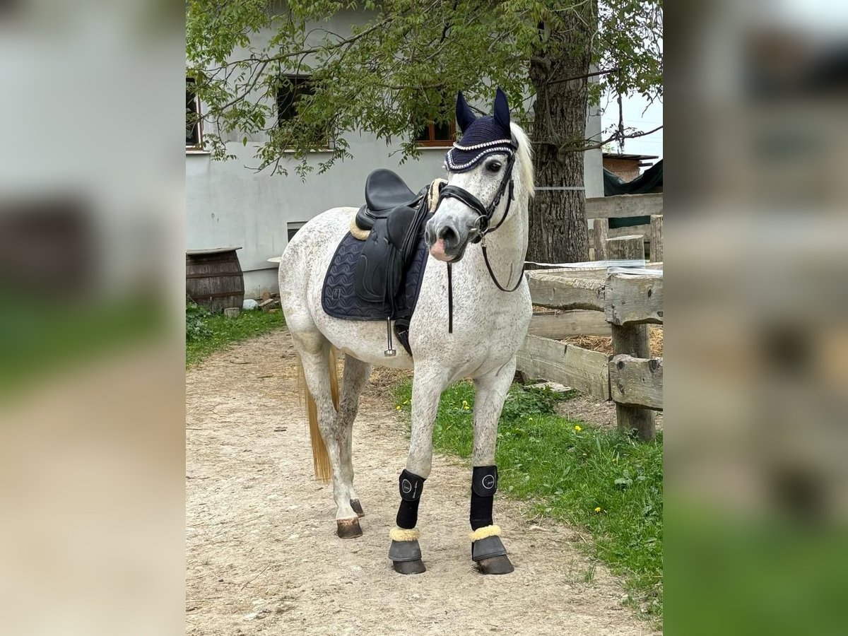 Weitere Ponys/Kleinpferde Stute 21 Jahre 155 cm Fliegenschimmel in Adlwang
