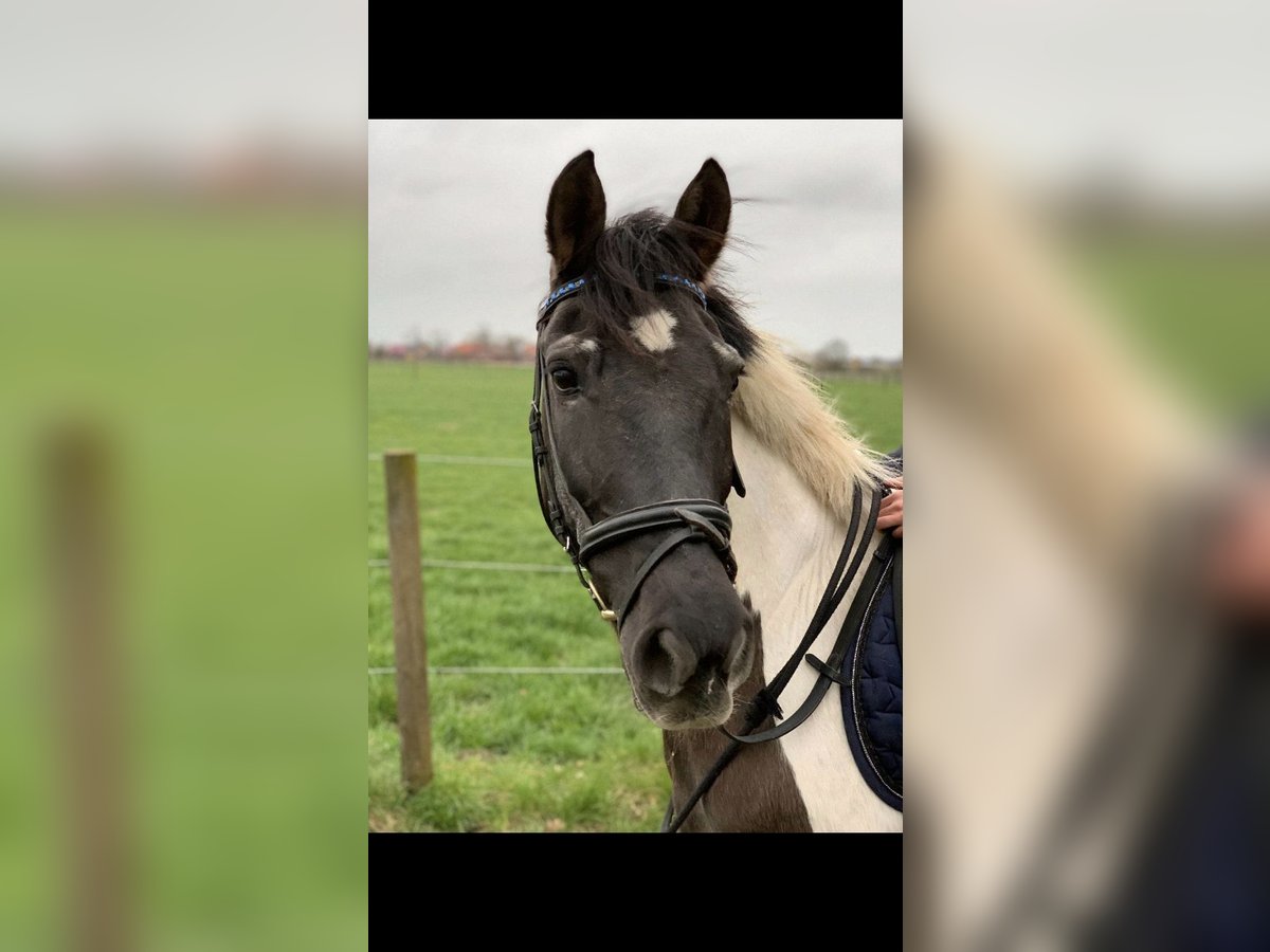 Weitere Ponys/Kleinpferde Mix Stute 23 Jahre 141 cm Schecke in Bohmte
