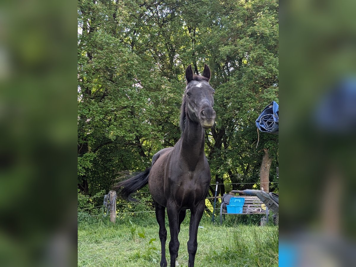Weitere Ponys/Kleinpferde Stute 24 Jahre 145 cm in Delligsen