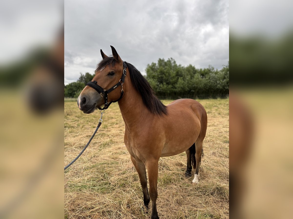 Weitere Ponys/Kleinpferde Stute 3 Jahre 140 cm Brauner in Duderstadt