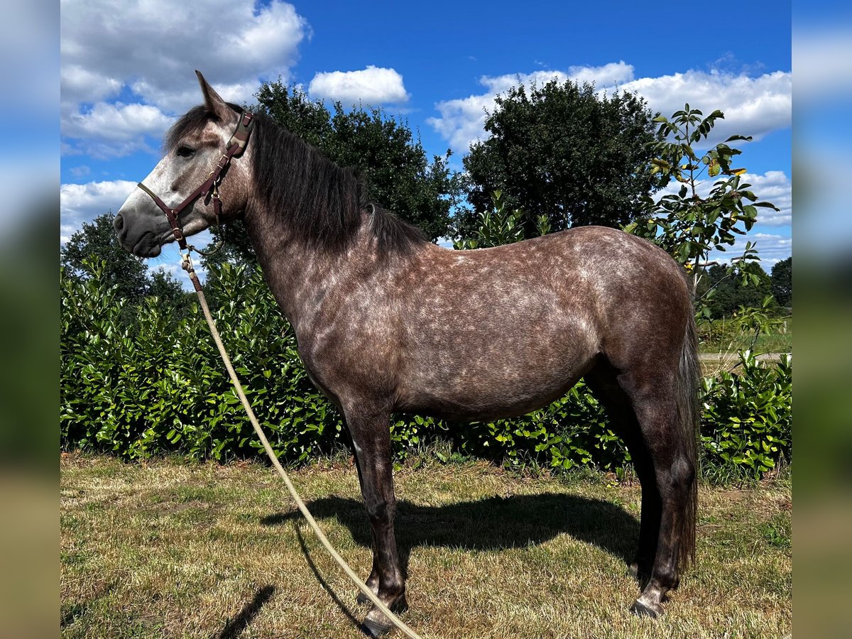 Weitere Ponys/Kleinpferde Mix Stute 3 Jahre 142 cm Blauschimmel in Emlichheim