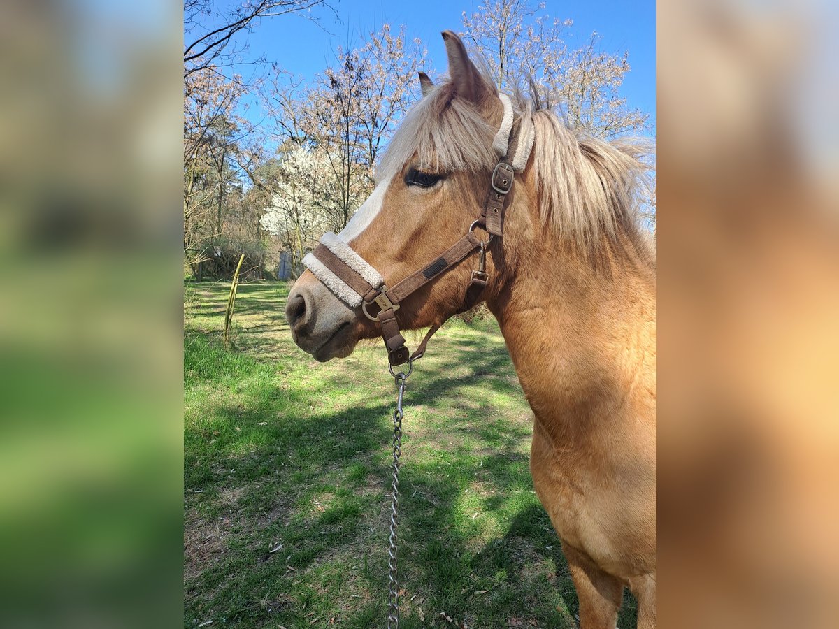 Weitere Ponys/Kleinpferde Stute 3 Jahre 145 cm Palomino in &#x17B;erko&#xF3;w