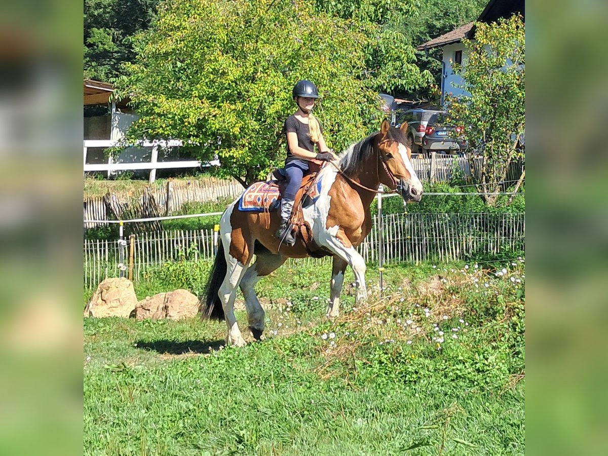 Weitere Ponys/Kleinpferde Stute 3 Jahre 145 cm Schecke in Bayerbach