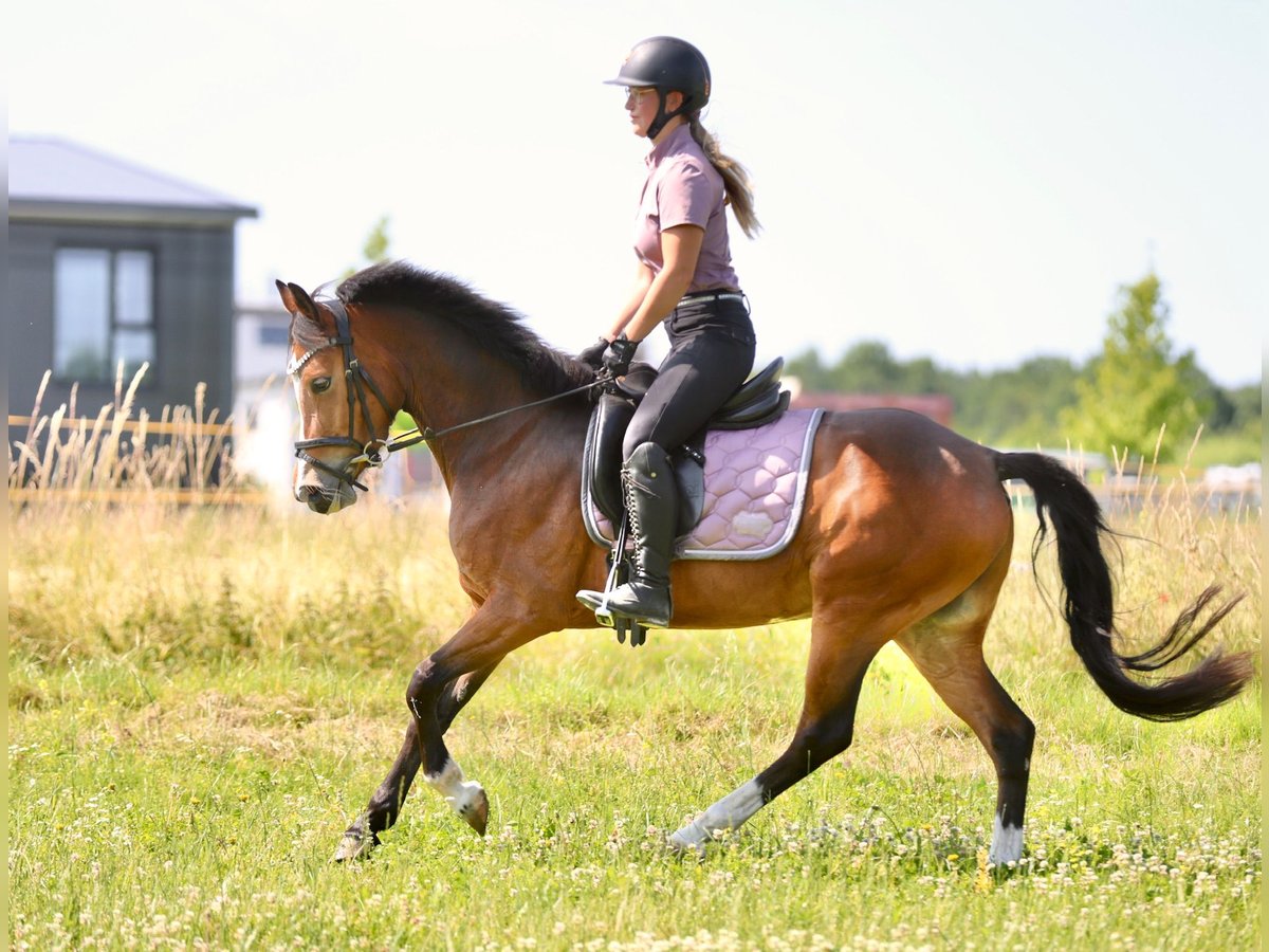 Weitere Ponys/Kleinpferde Stute 3 Jahre 146 cm Brauner in Hohenahr