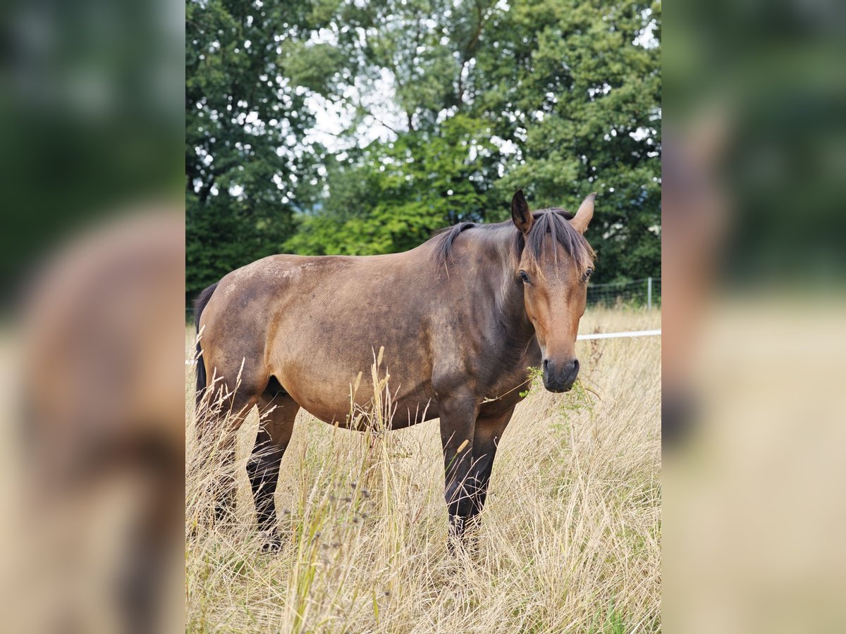 Weitere Ponys/Kleinpferde Stute 3 Jahre 148 cm Dunkelbrauner in Bad Camberg