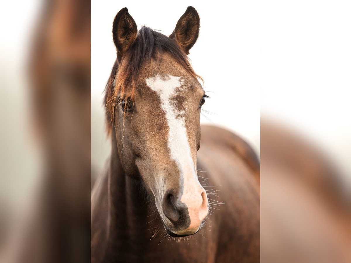 Weitere Ponys/Kleinpferde Stute 3 Jahre 148 cm Falbe in Hohenahr