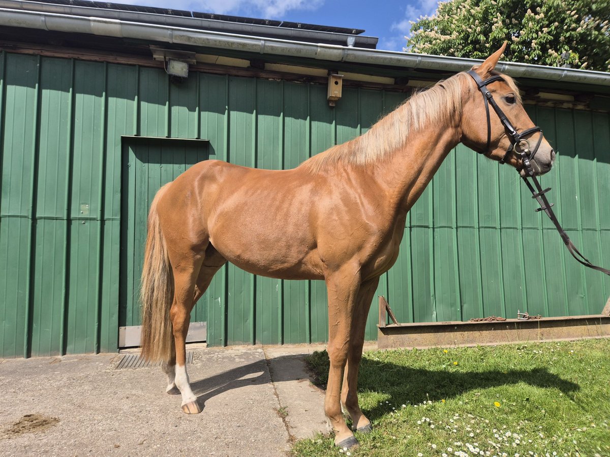 Weitere Ponys/Kleinpferde Stute 3 Jahre 152 cm Fuchs in Wankendorf