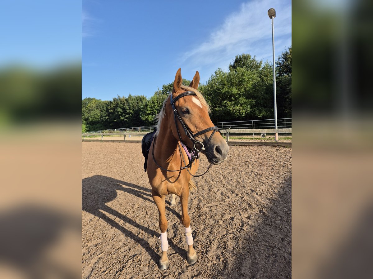 Weitere Ponys/Kleinpferde Stute 3 Jahre 153 cm Fuchs in Ruhwinkel