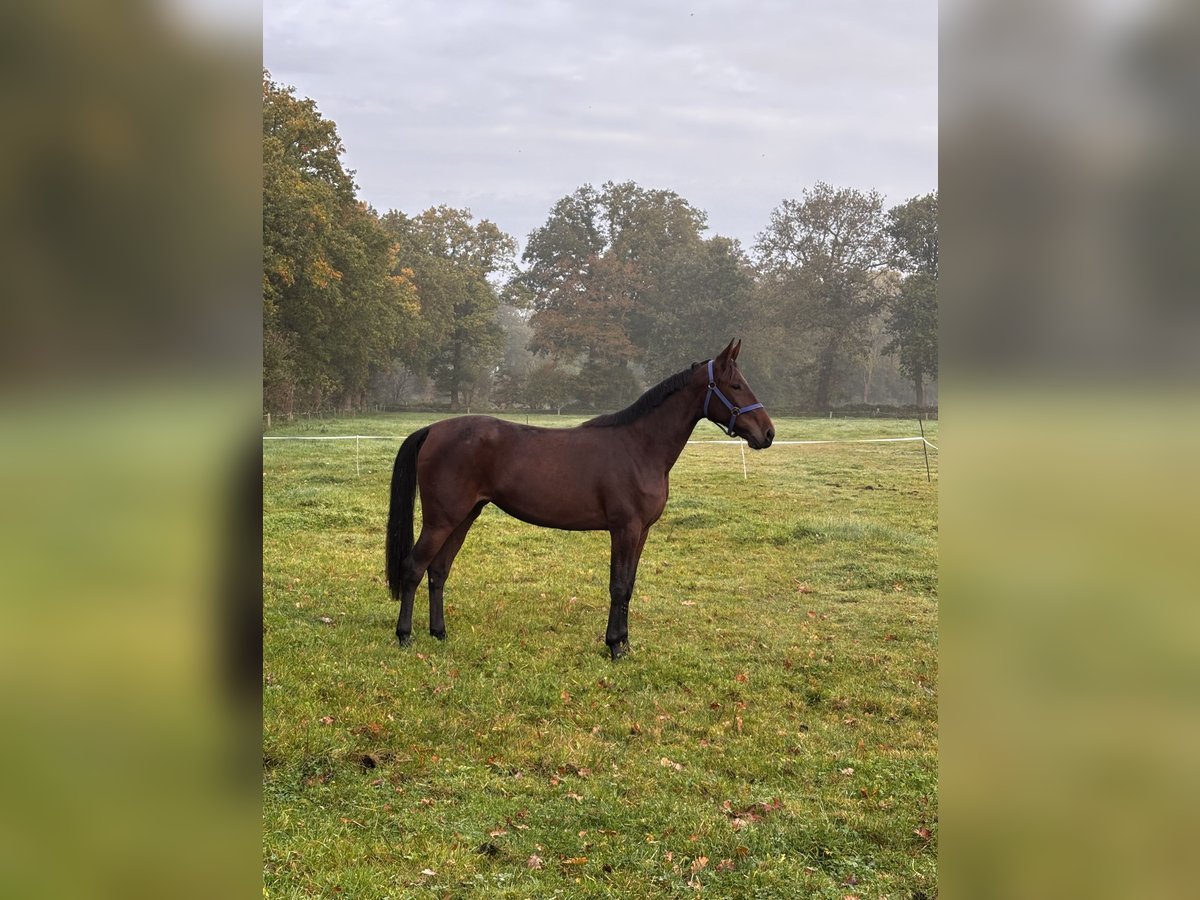 Weitere Ponys/Kleinpferde Stute 3 Jahre 156 cm Brauner in Uplengen