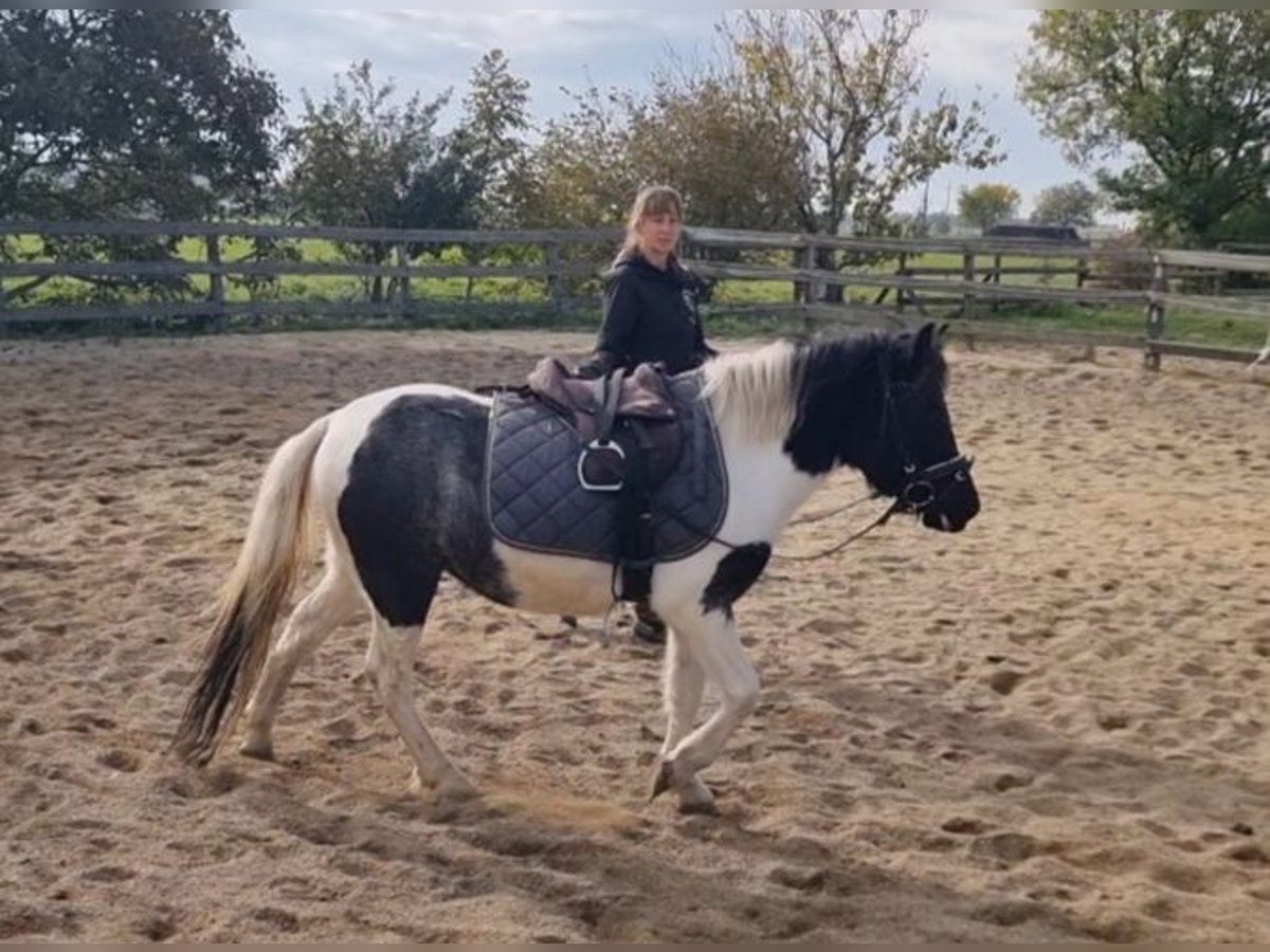 Weitere Ponys/Kleinpferde Stute 4 Jahre 120 cm Schecke in Rechnitz Weitere Ponys/Kleinpferde Stute 4 Jahre 120 cm Schecke in Rechnitz