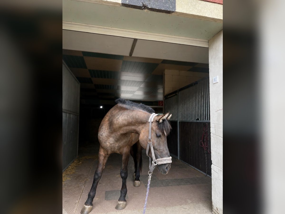 Weitere Ponys/Kleinpferde, Stute in Neu Gaarz