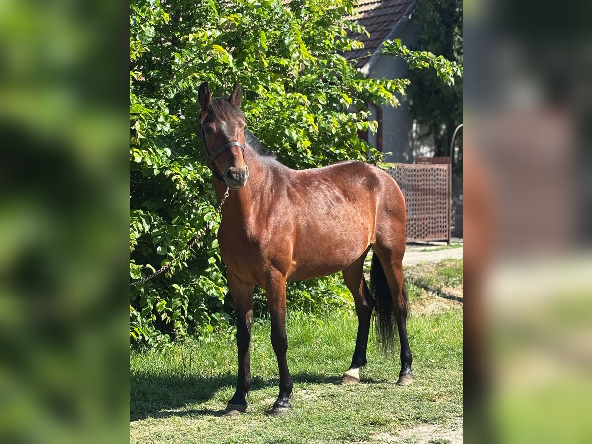 Weitere Ponys/Kleinpferde Stute 4 Jahre 145 cm Brauner in Lupendorf