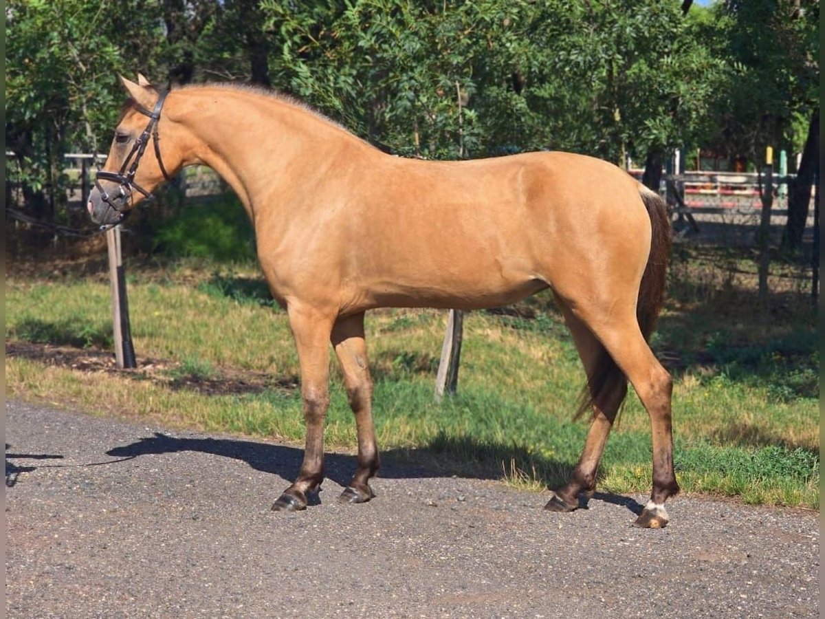 Weitere Ponys/Kleinpferde Stute 4 Jahre 145 cm Palomino in B&#xE9;k&#xE9;scsaba