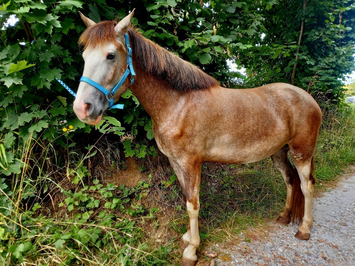 Weitere Ponys/Kleinpferde Mix Stute 4 Jahre 147 cm in Zwettl