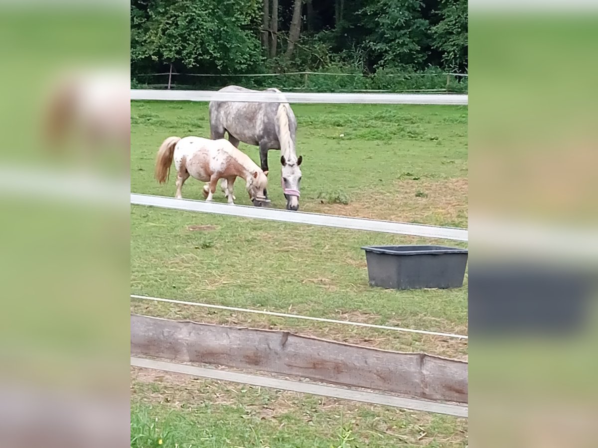 Weitere Ponys/Kleinpferde Stute 4 Jahre 148 cm Schimmel in Achstetten