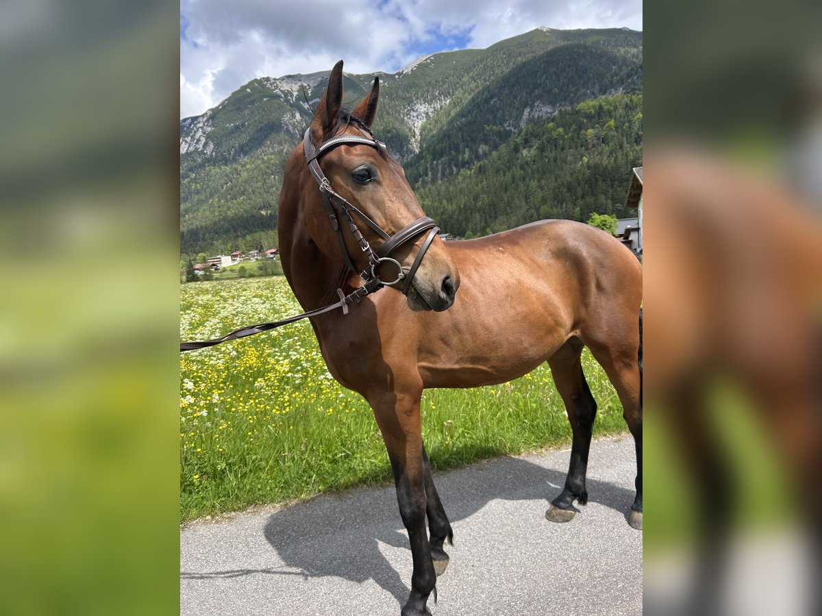 Weitere Ponys/Kleinpferde Stute 4 Jahre 149 cm Brauner in AchenkirchAchenkirch