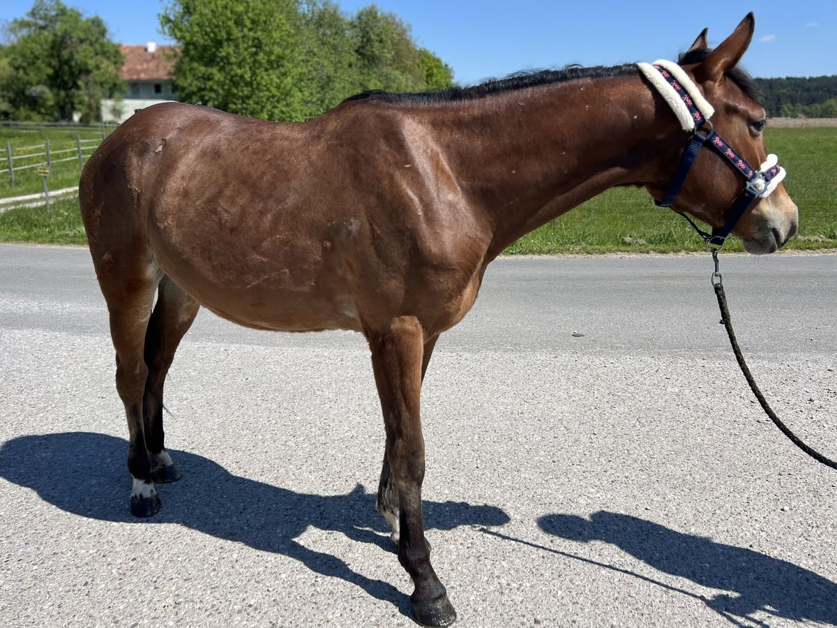 Weitere Ponys/Kleinpferde Stute 4 Jahre 150 cm Brauner in Uttendorf