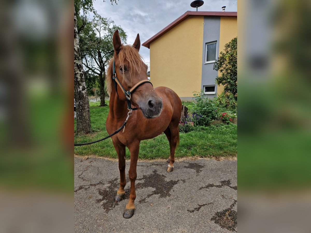 Weitere Ponys/Kleinpferde Stute 4 Jahre 152 cm Fuchs in Bruchsal