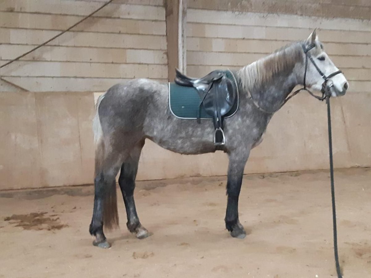 Weitere Ponys/Kleinpferde Stute 4 Jahre 152 cm Rappschimmel in Euskirchen