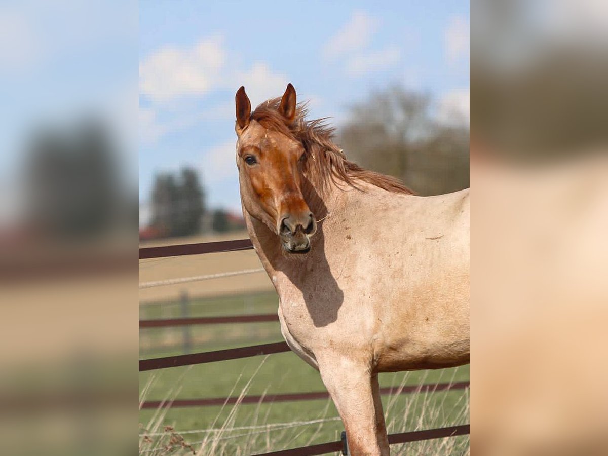 Weitere Ponys/Kleinpferde, Stute in Pastetten