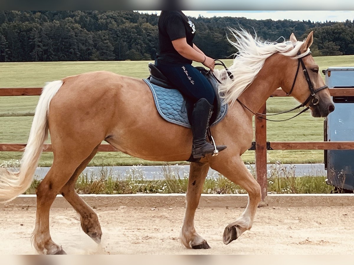 Weitere Ponys/Kleinpferde Stute 4 Jahre 163 cm Palomino in Ursensollen