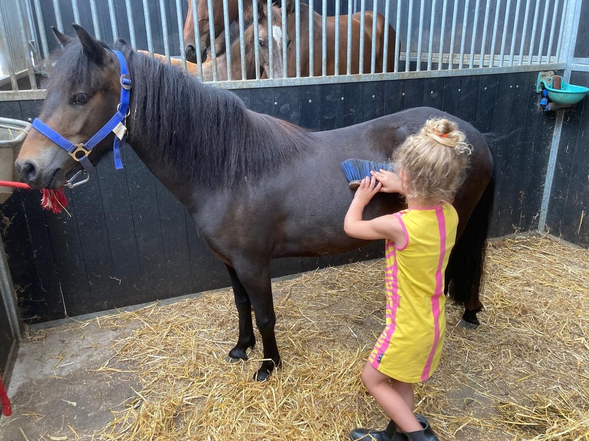 Weitere Ponys/Kleinpferde Stute 5 Jahre 112 cm Brauner in Meppen