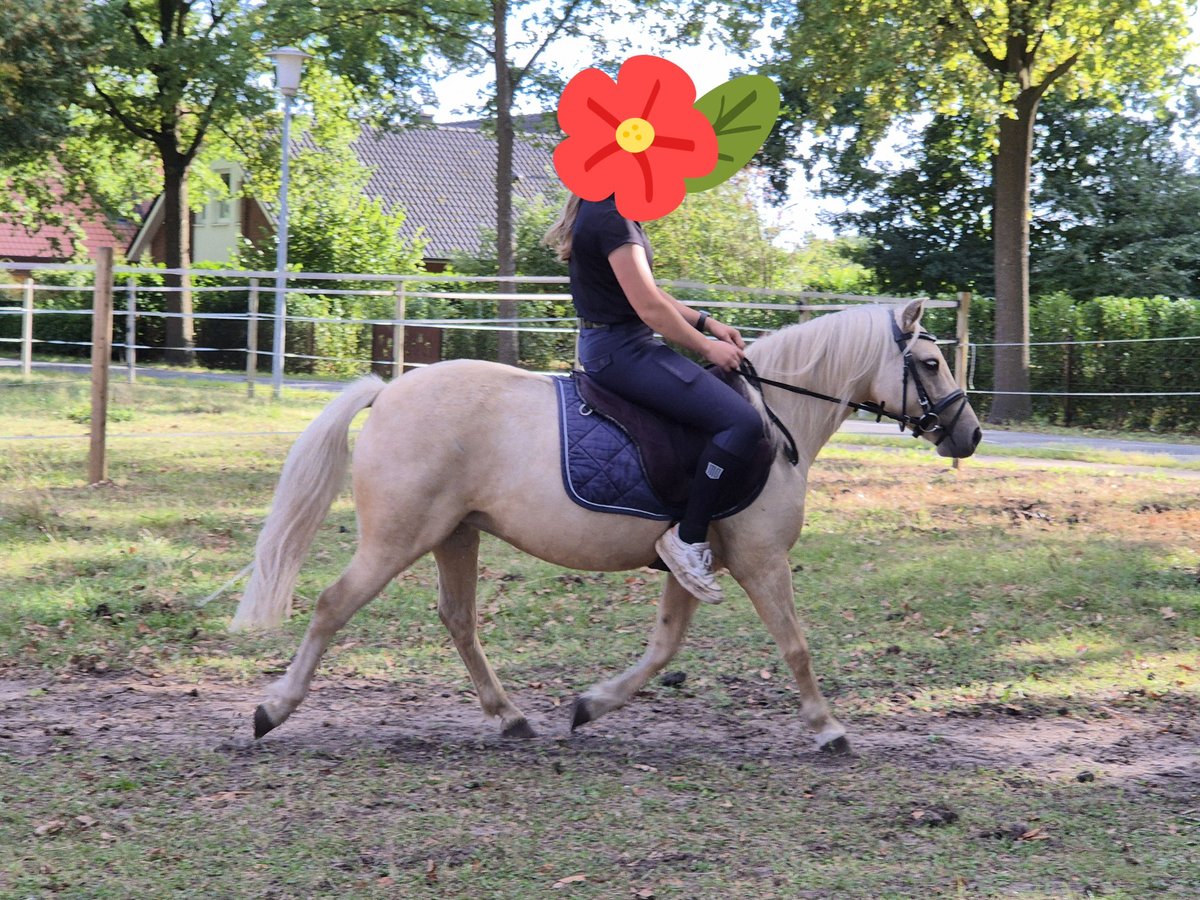 Weitere Ponys/Kleinpferde Stute 5 Jahre 122 cm Palomino in Berge