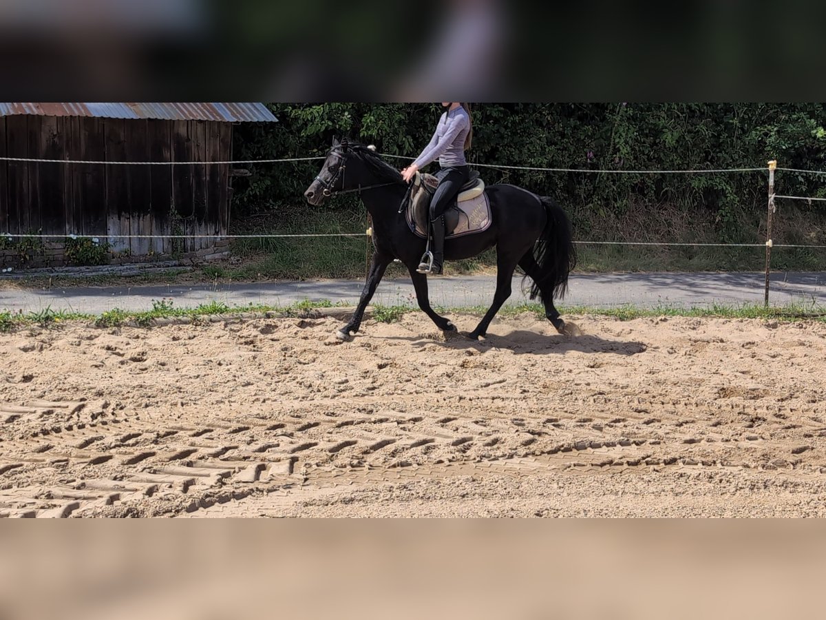 Weitere Ponys/Kleinpferde Stute 5 Jahre 128 cm Rappe in Morsbach