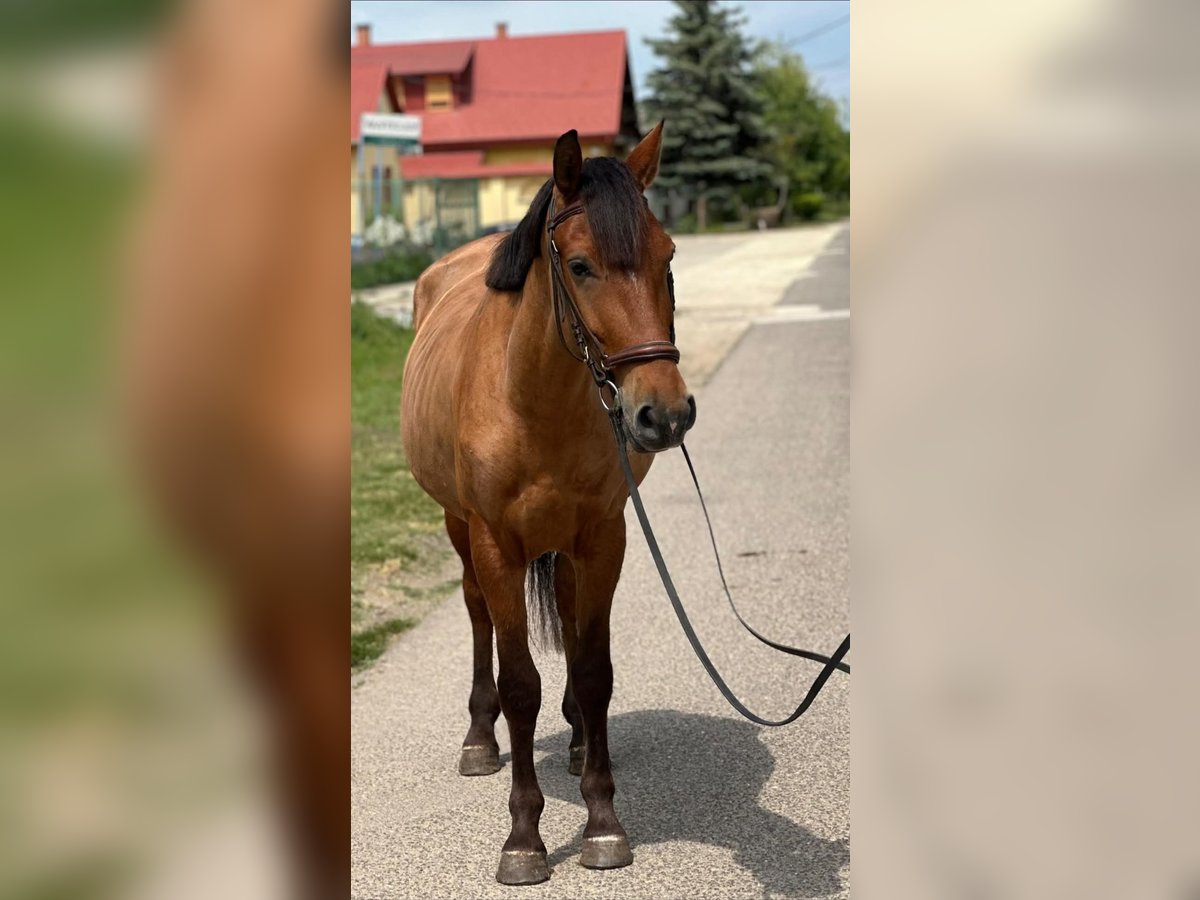 Weitere Ponys/Kleinpferde Stute 5 Jahre 142 cm Fuchs in Bócsa