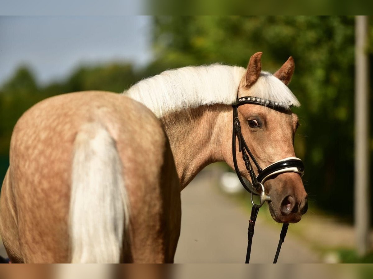 Weitere Ponys/Kleinpferde Stute 5 Jahre 142 cm Palomino in Grieselstein