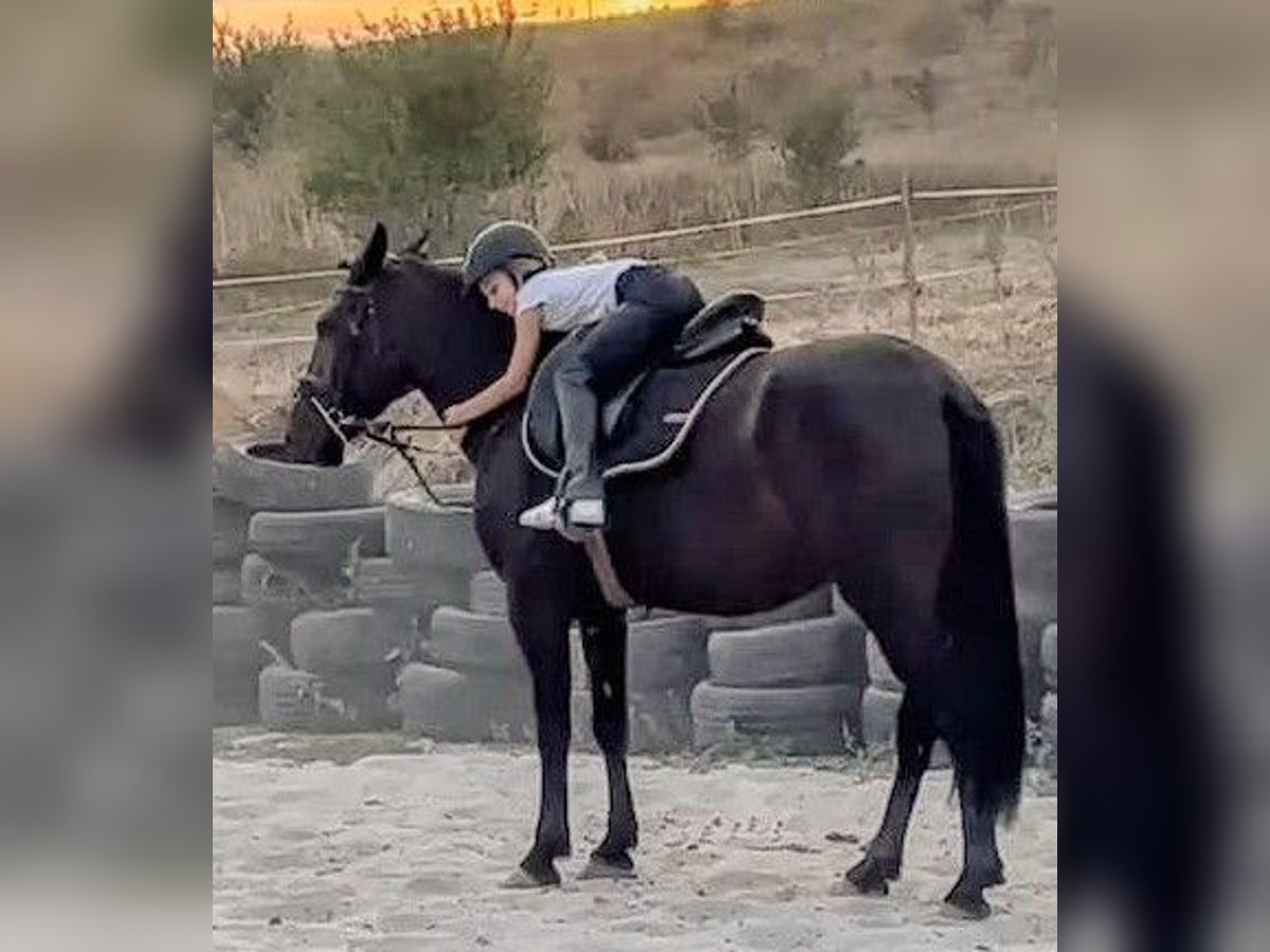 Weitere Ponys/Kleinpferde Mix Stute 5 Jahre 145 cm Rappe in Senovo