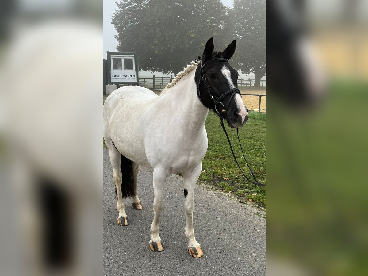 Weitere Ponys/Kleinpferde Stute 5 Jahre 146 cm Schecke in Bad Bentheim